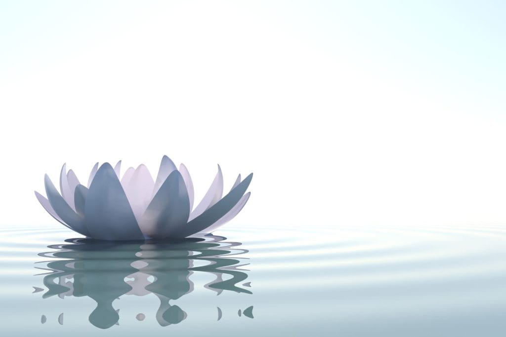 Lotus flower resting peacefully on water